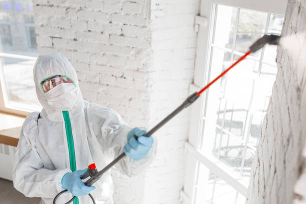 Professional Mold Inspection, Removal & Remediation in Gardnerville, NV